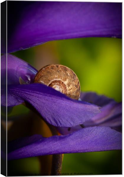 Hiding snail closeup on purple flower Canvas Print by Simon Bratt LRPS