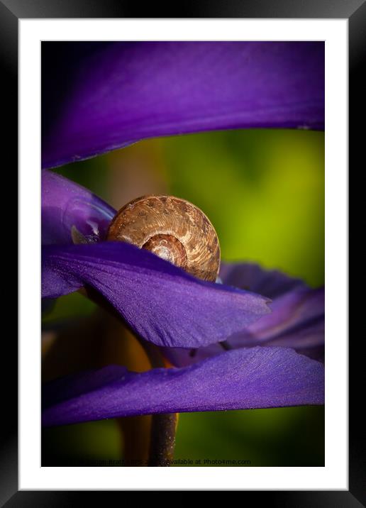 Hiding snail closeup on purple flower Framed Mounted Print by Simon Bratt LRPS