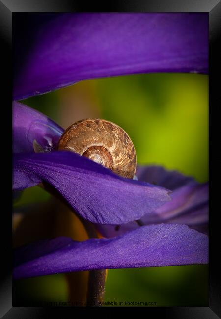 Hiding snail closeup on purple flower Framed Print by Simon Bratt LRPS