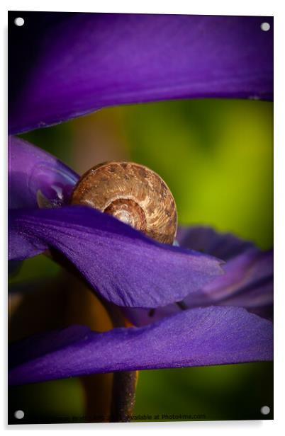 Hiding snail closeup on purple flower Acrylic by Simon Bratt LRPS