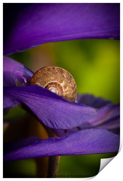 Hiding snail closeup on purple flower Print by Simon Bratt LRPS
