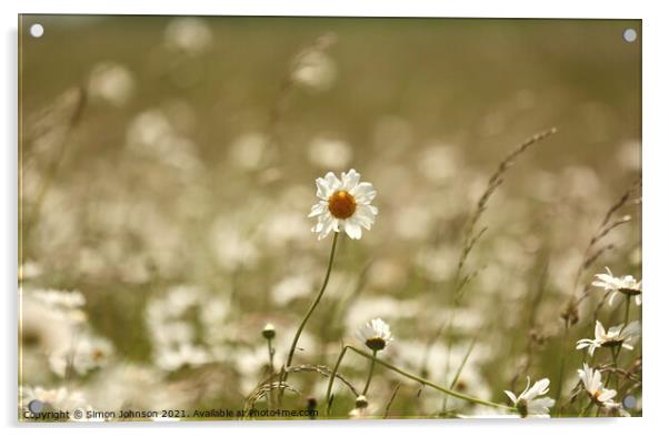 Wind blown daisy Acrylic by Simon Johnson