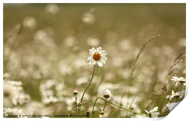 Wind blown daisy Print by Simon Johnson