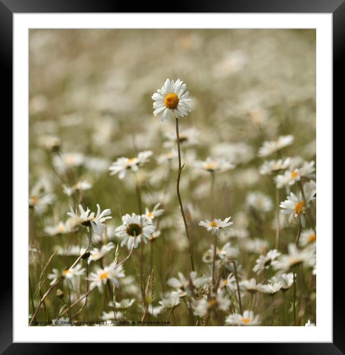 Stand out daisy Framed Mounted Print by Simon Johnson