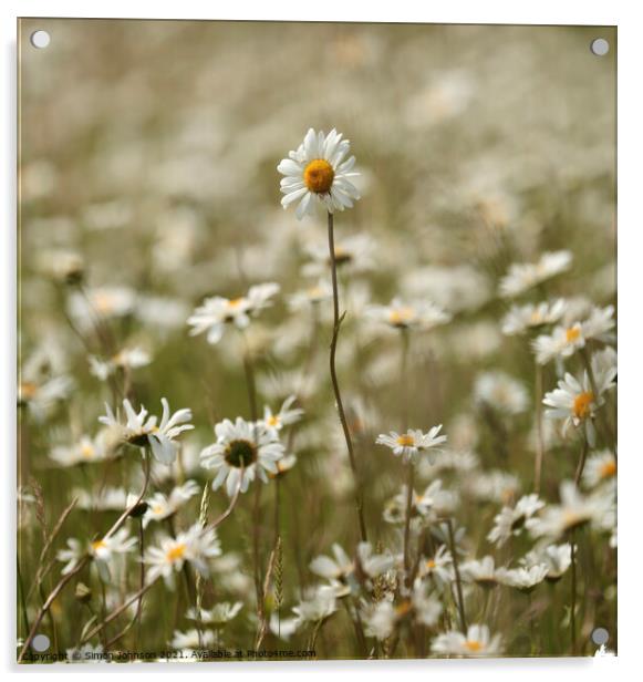 Stand out daisy Acrylic by Simon Johnson
