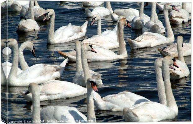 Swans  Canvas Print by Les Schofield