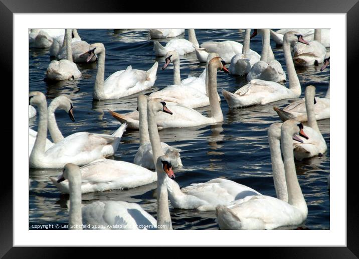 Swans  Framed Mounted Print by Les Schofield