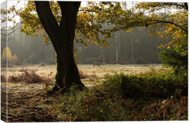 New Forest Morning Canvas Print by Peter Barber