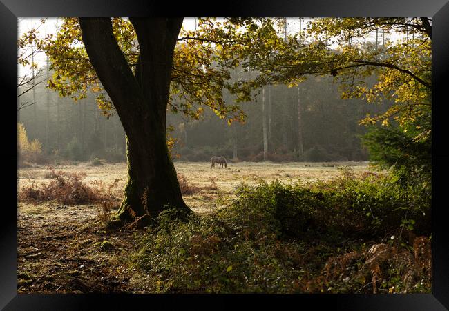 New Forest Morning Framed Print by Peter Barber