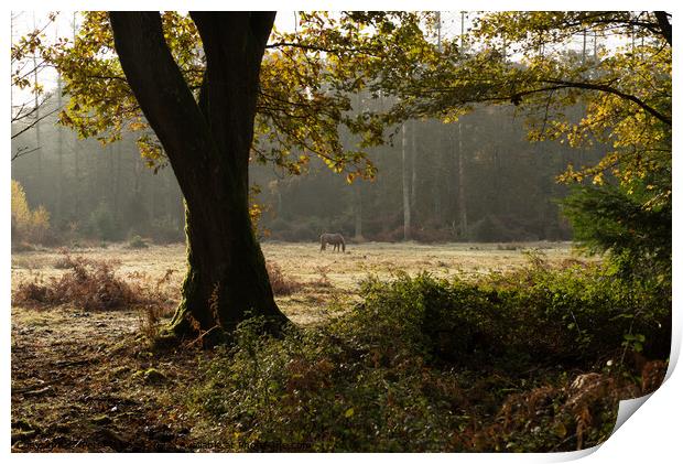 New Forest Morning Print by Peter Barber