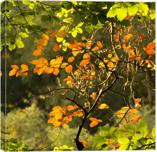 Backlit New Forest leaves Canvas Print by Peter Barber