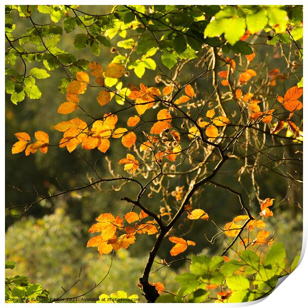 Backlit New Forest leaves Print by Peter Barber