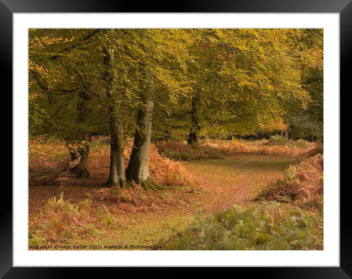A woodland path in Autumn in the New Forest Framed Mounted Print by Peter Barber