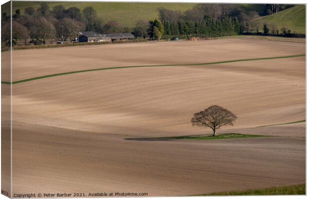 Lone tree in bare fields on the South Downs Canvas Print by Peter Barber