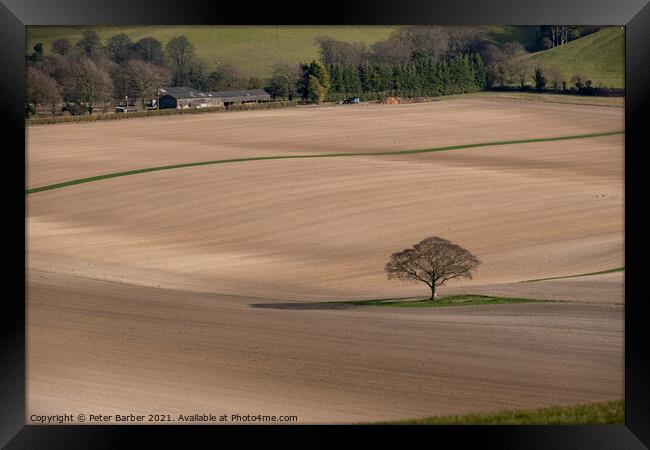 Lone tree in bare fields on the South Downs Framed Print by Peter Barber