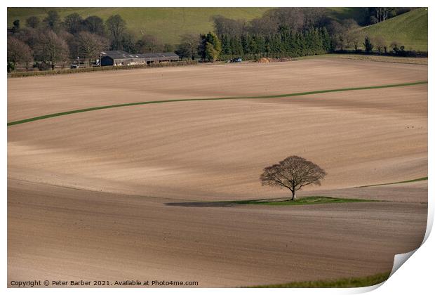 Lone tree in bare fields on the South Downs Print by Peter Barber