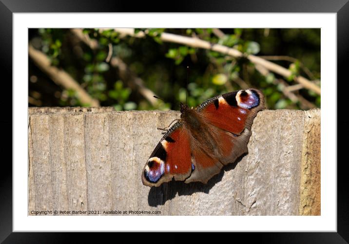 Peacock in the Sun Framed Mounted Print by Peter Barber