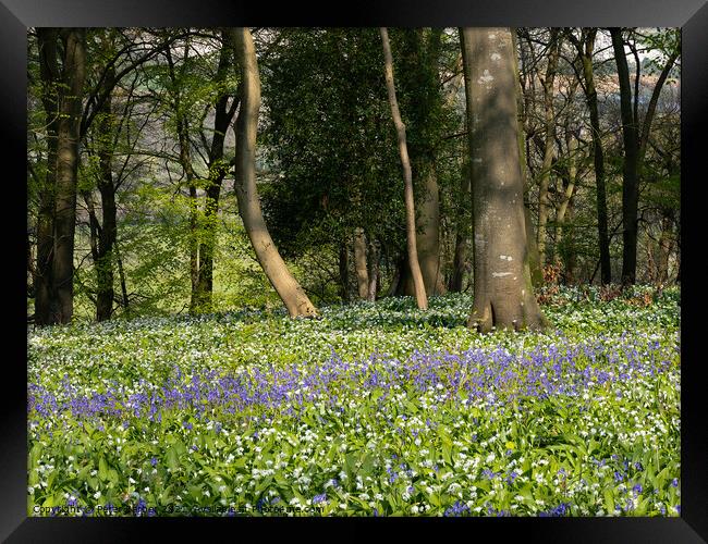 Bluebells and garlic as far as you can see Framed Print by Peter Barber