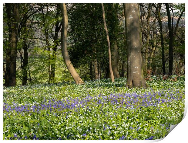 Bluebells and garlic as far as you can see Print by Peter Barber