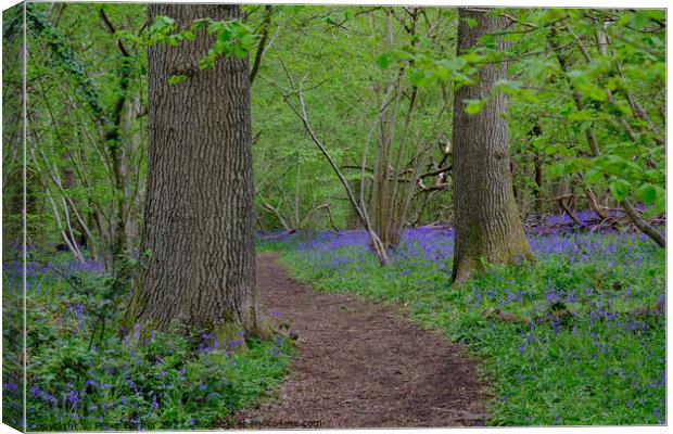 A path through the Bluebells Canvas Print by Peter Barber