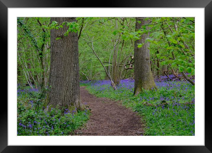 A path through the Bluebells Framed Mounted Print by Peter Barber