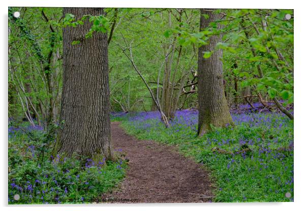 A path through the Bluebells Acrylic by Peter Barber