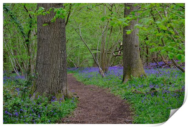 A path through the Bluebells Print by Peter Barber