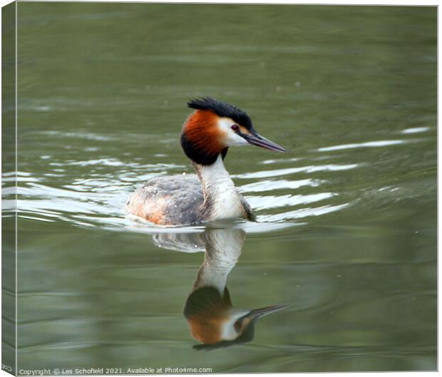 Graceful Grebe on Glistening Water Canvas Print by Les Schofield