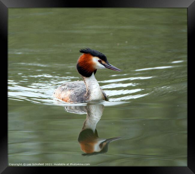 Graceful Grebe on Glistening Water Framed Print by Les Schofield