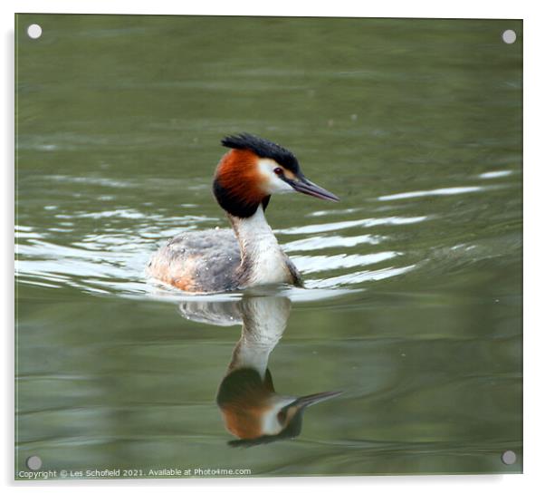 Graceful Grebe on Glistening Water Acrylic by Les Schofield