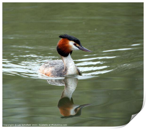 Graceful Grebe on Glistening Water Print by Les Schofield