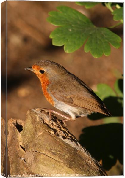 Robin redbreast Canvas Print by Andrew Bell