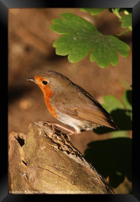 Robin redbreast Framed Print by Andrew Bell