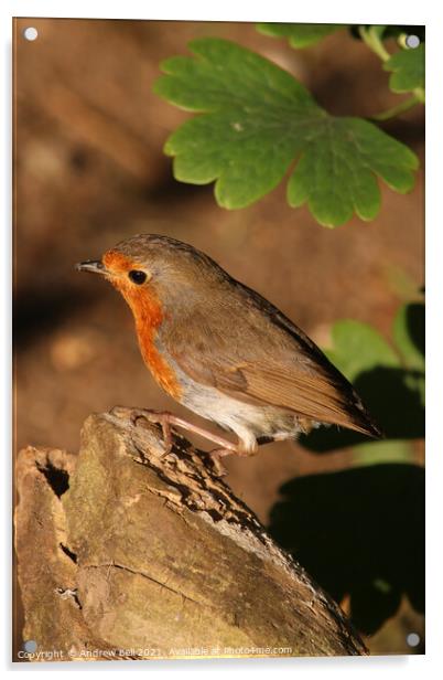 Robin redbreast Acrylic by Andrew Bell