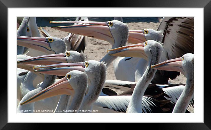 Pelicans Framed Mounted Print by Les Schofield