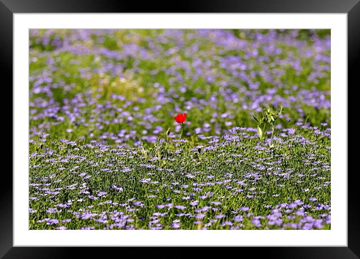 A Poppy With Linseed Framed Mounted Print by Susan Snow