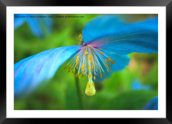 Himalayan Blue Poppy Framed Mounted Print by Alison Chambers