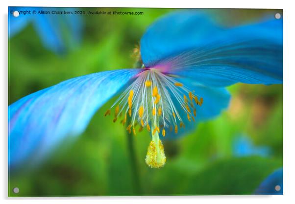 Himalayan Blue Poppy Acrylic by Alison Chambers