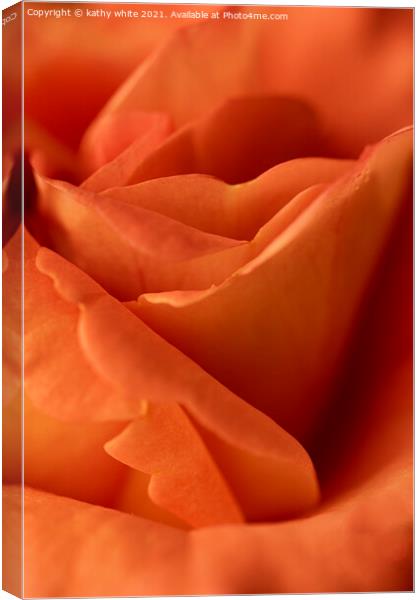 Apricot and  Orange rose Canvas Print by kathy white