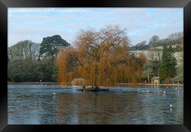 Helston cornwall, boating lake,old willow tree in  Framed Print by kathy white