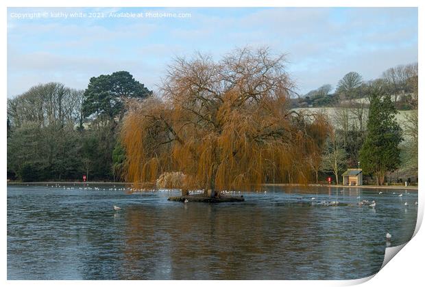 Helston cornwall, boating lake,old willow tree in  Print by kathy white