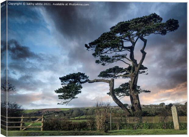 Helston Cornwall tree on the road to the lizard Canvas Print by kathy white
