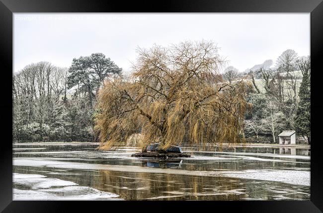 weeping willow   Framed Print by kathy white