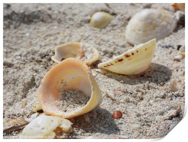 Shore Shells Print by Rachel Goodfellow