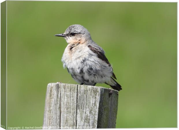 Young Northern Wheatear Canvas Print by Rachel Goodfellow