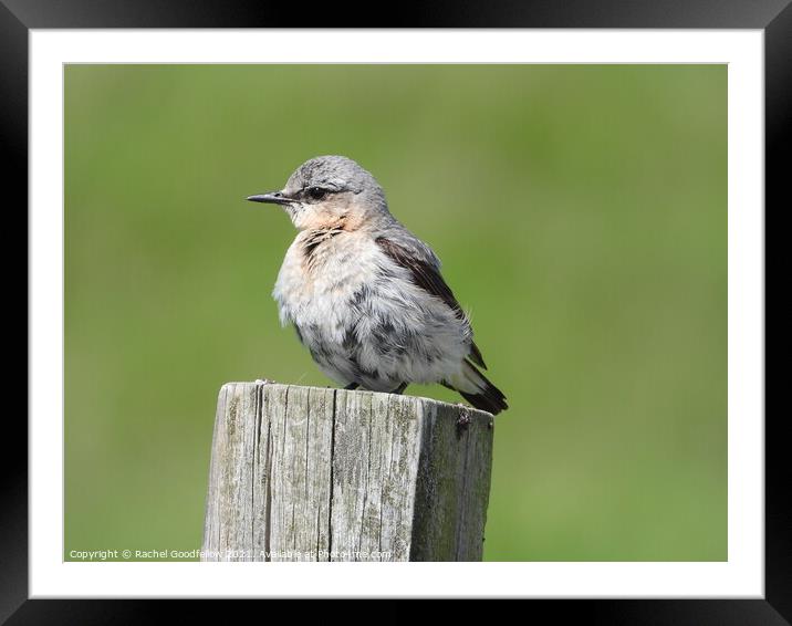 Young Northern Wheatear Framed Mounted Print by Rachel Goodfellow