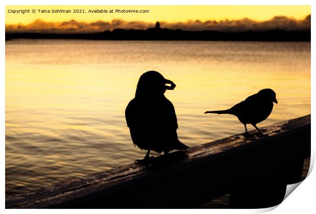 Crow and Magpie at Dawn Print by Taina Sohlman
