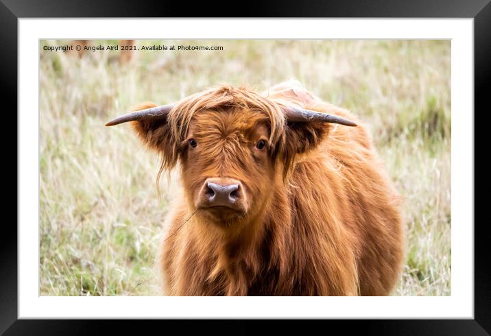 Highland Cow. Framed Mounted Print by Angela Aird