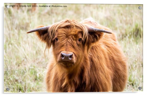 Highland Cow. Acrylic by Angela Aird