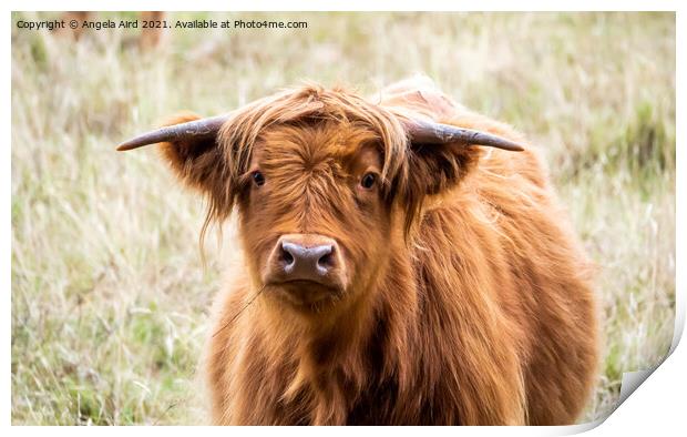 Highland Cow. Print by Angela Aird